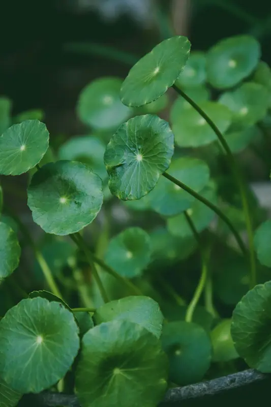 centella asiática