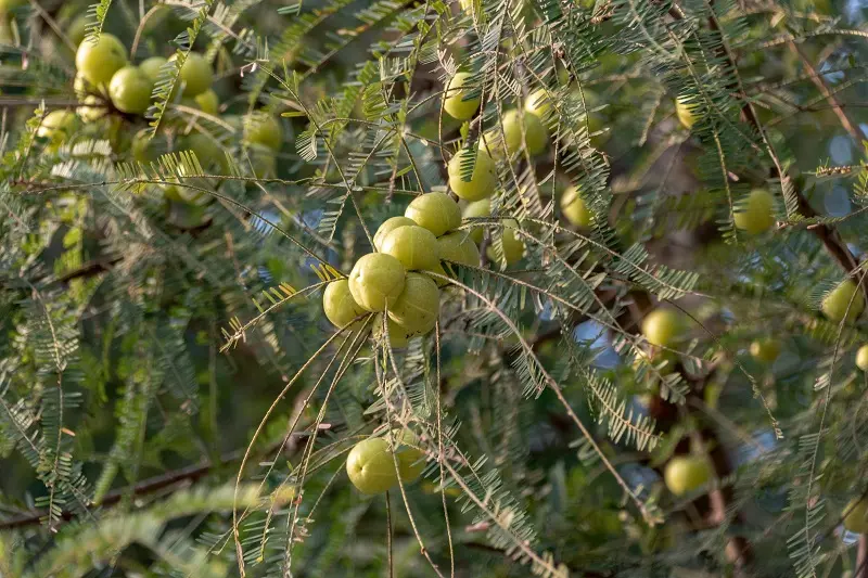 Amla