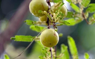 Amla: el tesoro de la India con 8 veces más vitamina C que la naranja