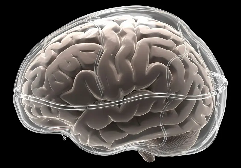 El Cerebro se Limpia