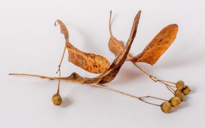 Los beneficios del tilo para tu salud cardiovascular