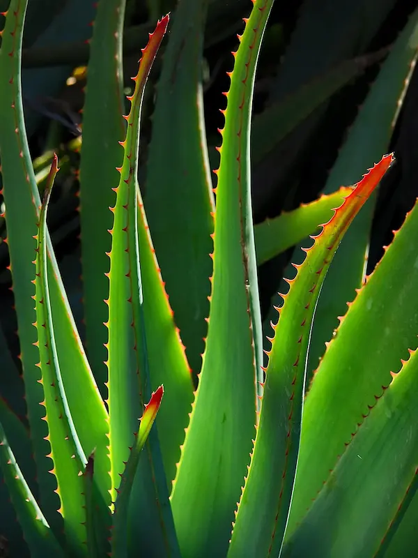 aloe vera